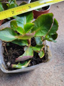 $3 Kalancho Plant In Recycled/Upcycled Plastic Container 