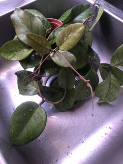 hoya Fuji Hermosa Planta ya Va a Florear 