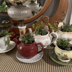 teapots with plants