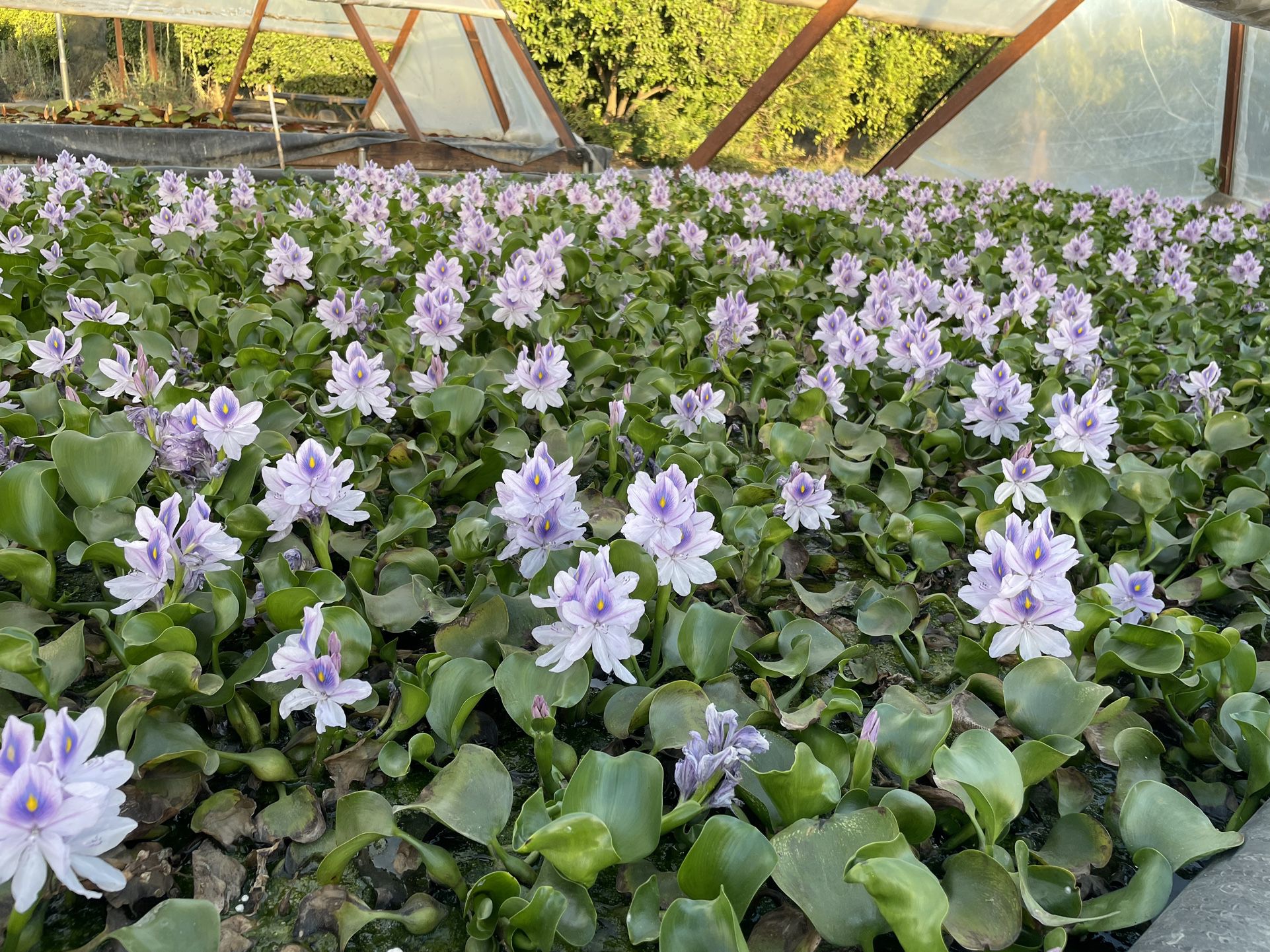 Water Hyacinths 