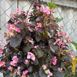 Planta