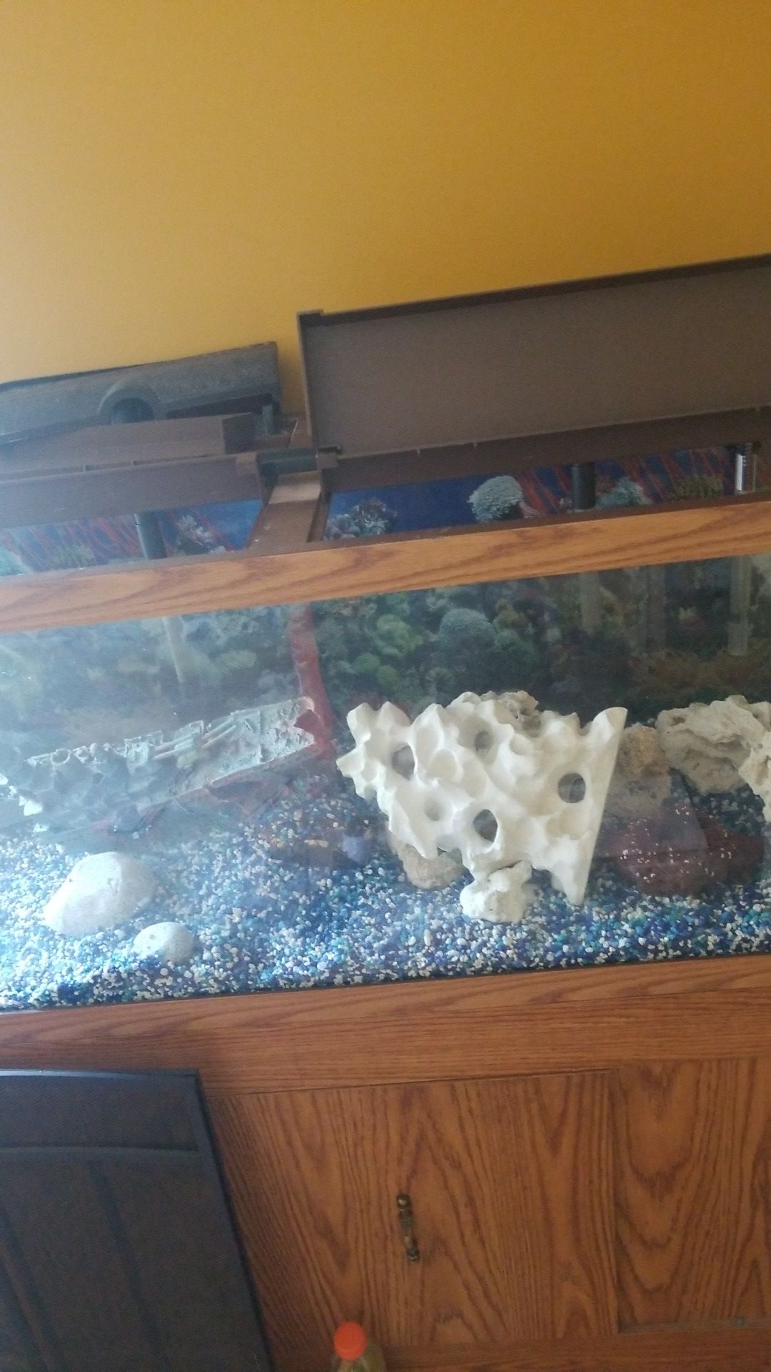 75 gallon fresh water aquarium