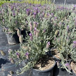 🩷Lavender Bushes – 1 Gallon ONLY $4.99, 5 Gallon ONLY $19.99! 🩷