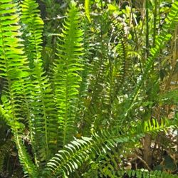 Ferns.  I have several Sizes.   4, 6 12 dollar size. Pick up