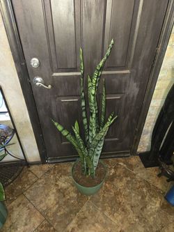 4ft 2in tall Sansevieria snake plants in new 12in wide pot