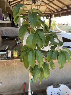 Grafted Nabal Avocado 🥑 Tree 