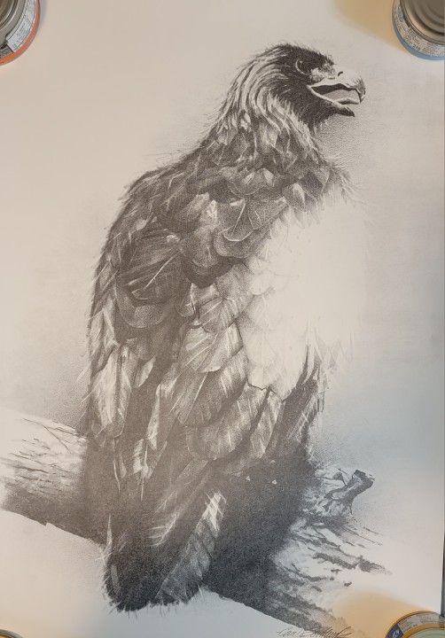 Eagle On Branch Sketch