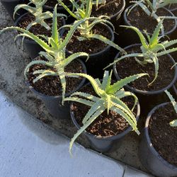 Aloe Arborescens (Torch Aloe)