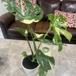 Monstera Thai Con