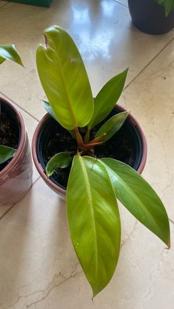 Philodendron indoor plant