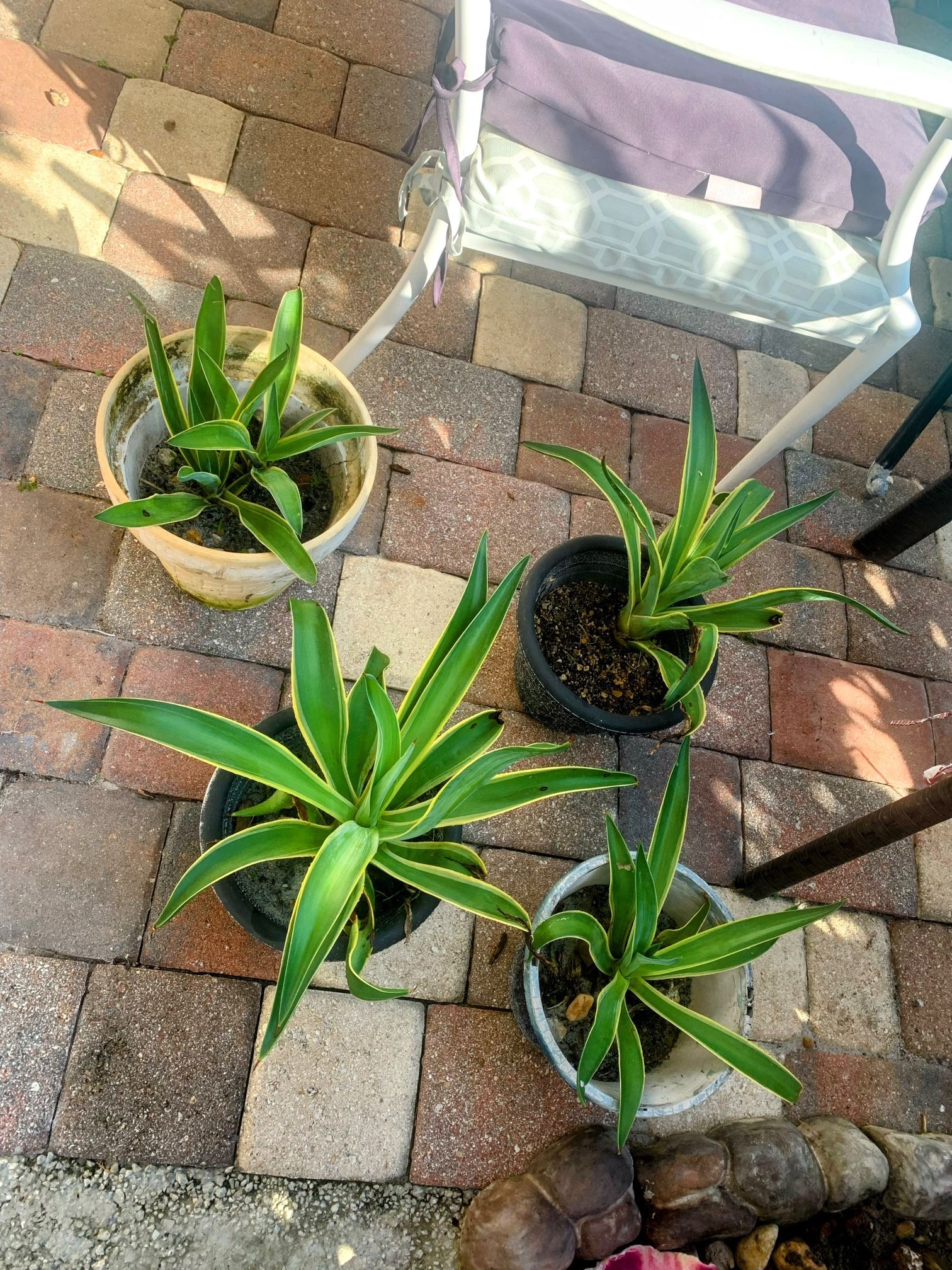 Agave Plants In Pots