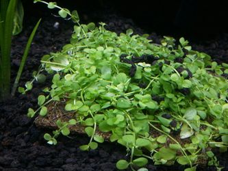 Aquatic plants for freshwater aquarium