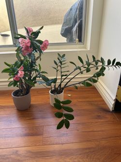 ZZ plant/crown of thorns bundle