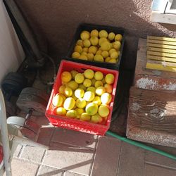 Seedless Lemons