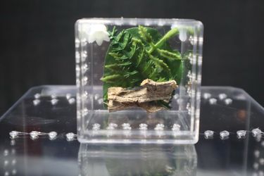 Small jumping spider enclosure