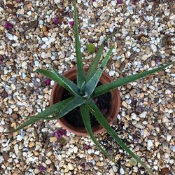 Potted Aloe Plant