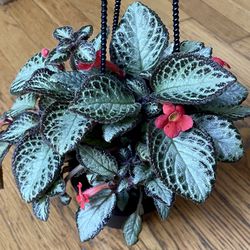Blooming Silver Sheen Flame Violet Plant in Hanging Pot / Pet-Friendly / Free Delivery Available 