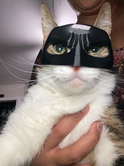 Batman 3D Printed Pet Mask