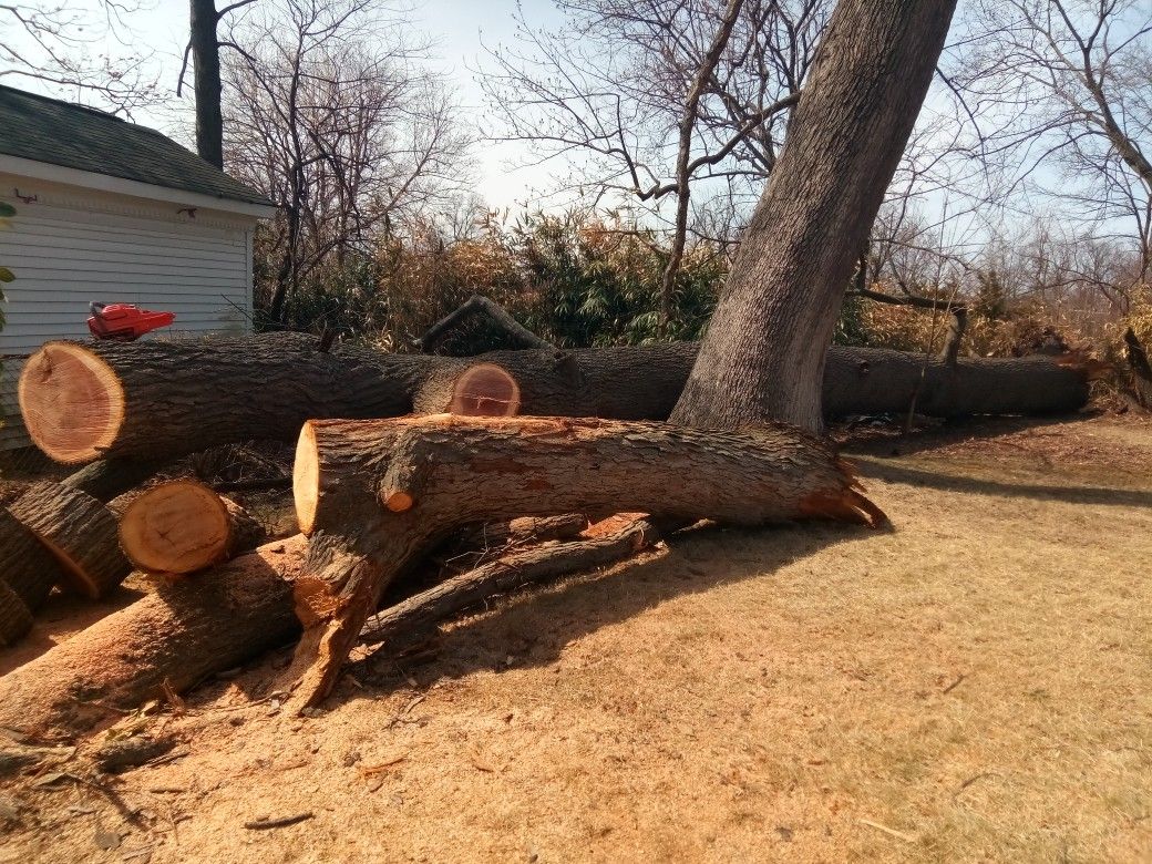 Free Red Oak fire wood