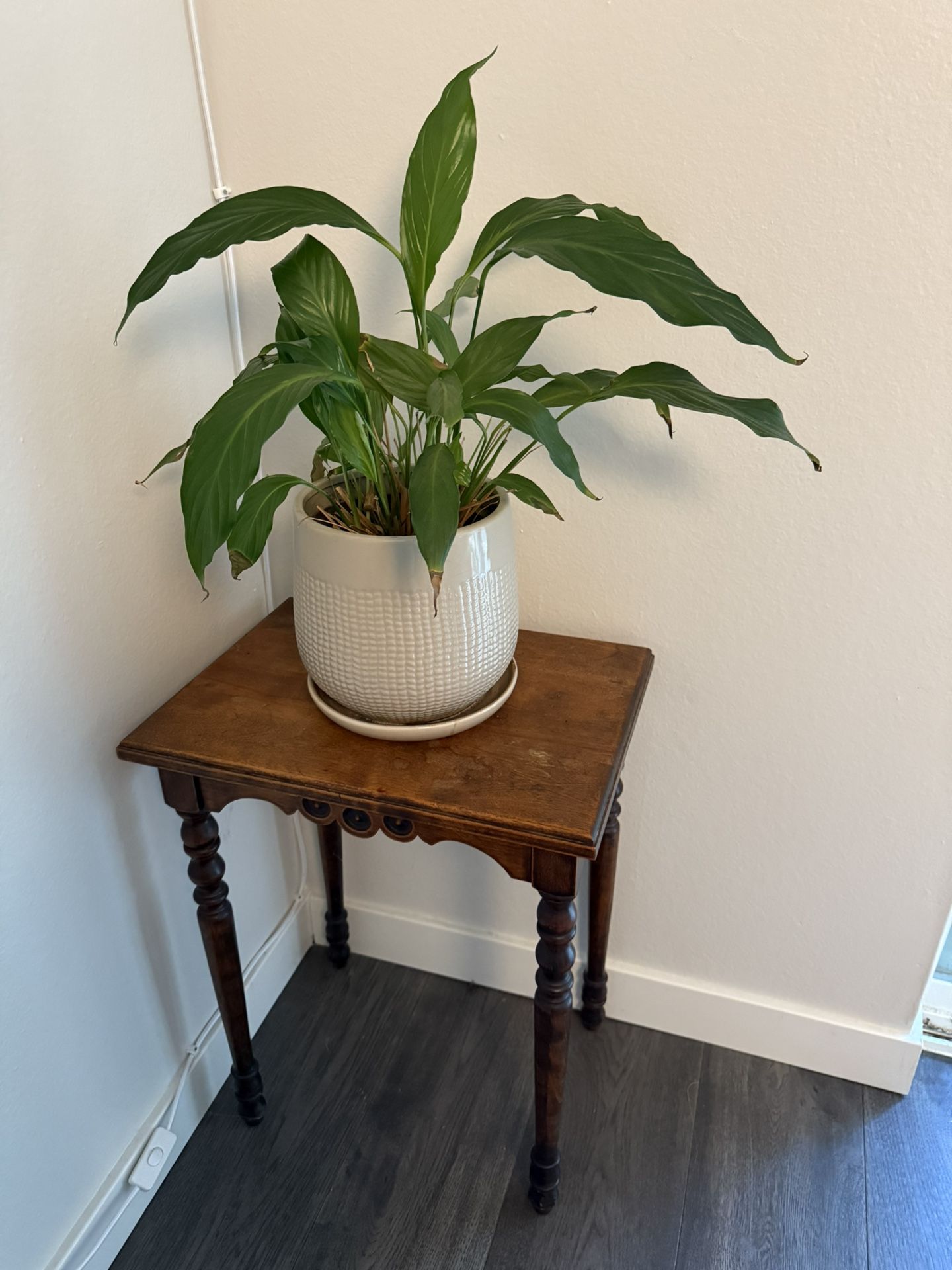 Plant & Stand