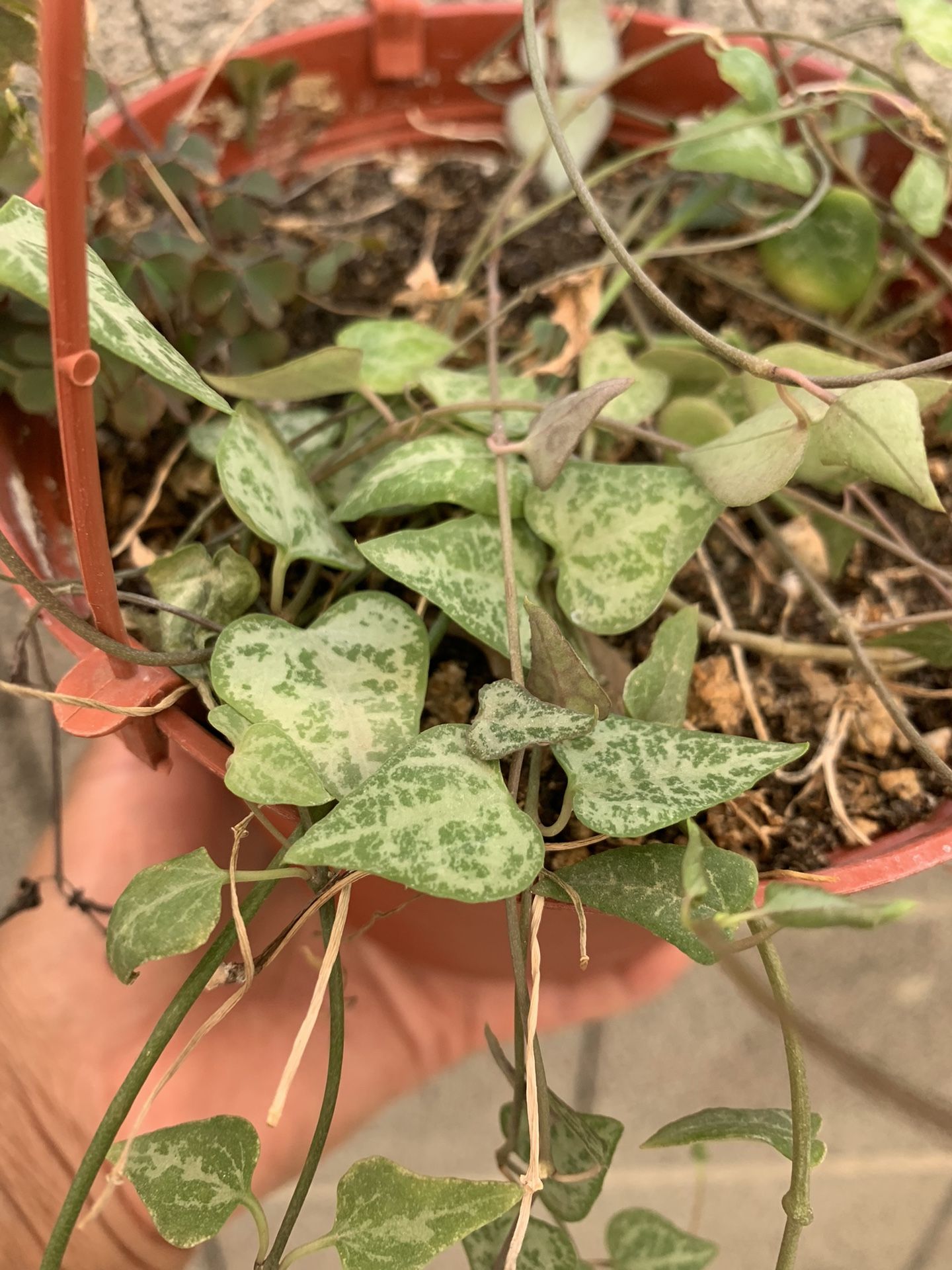 6” String Of Arrows Plant