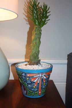 Cacti in Talavera planters
