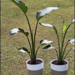 Queen Of Houseplant White Bird Of Paradise .   