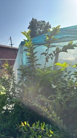 Arbol De Guayaba Rosa 
