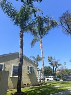 Palm Trees