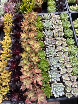 Premium 2 inch Succulents
