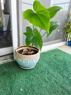 Syngonium with ceramic planter