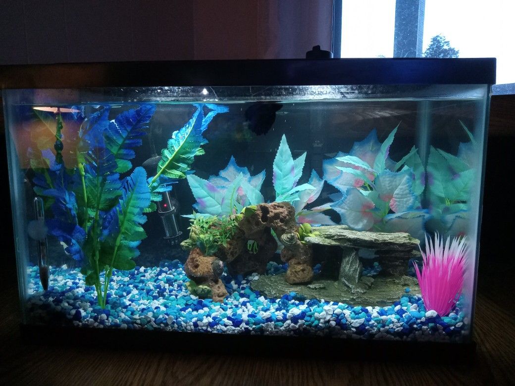 10 Gallon Fish Tank