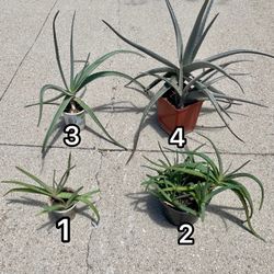 Aloe Vera Plants