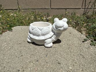 Turtle Plaster Casts