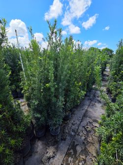 podocarpus6 to 7 feet tall Instant Privacy Hedge For Fence Green Full Ready Best plant for fencing hedges and privacy low maintenance minimum qty 50