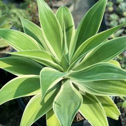 Agave Ray Of Light
