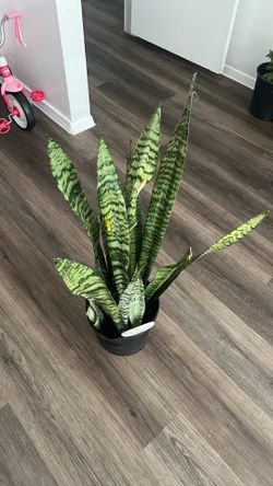 Snake Plant 🪴