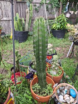 CACTILICIOUS! "The CACTUS 🌵 QUEEN! 👑👸🏽🏜🌵