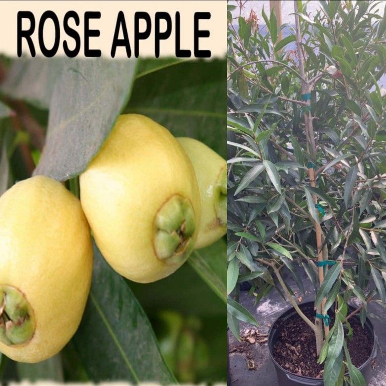 Rose Apple Airlayered Trees 3gal Arboles De Pomarosa