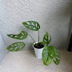 Monstera  Adansonii  Plant 