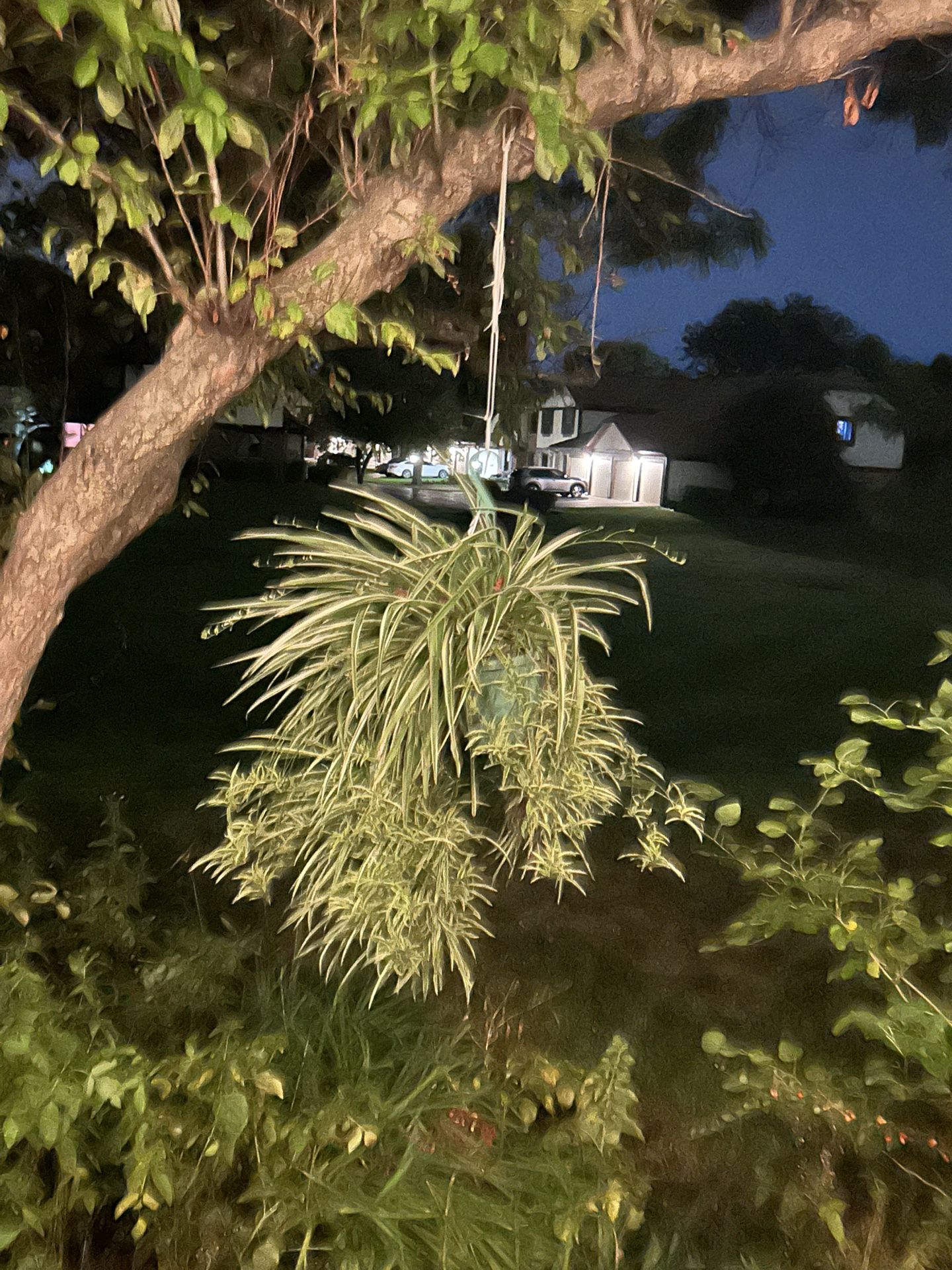 Spider Plant