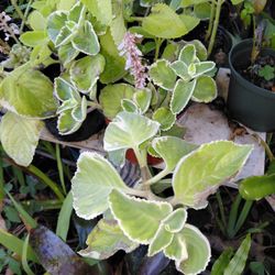 Cuban Oregano Herb Plant 6" Pot
