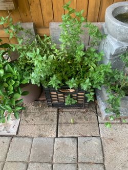 Mint plant in a large plastic box