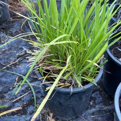 Green Gasses  Plants 