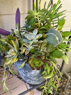 Succulent plant arrangement