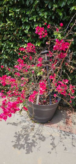 Large Pink Bougainvillea Plant