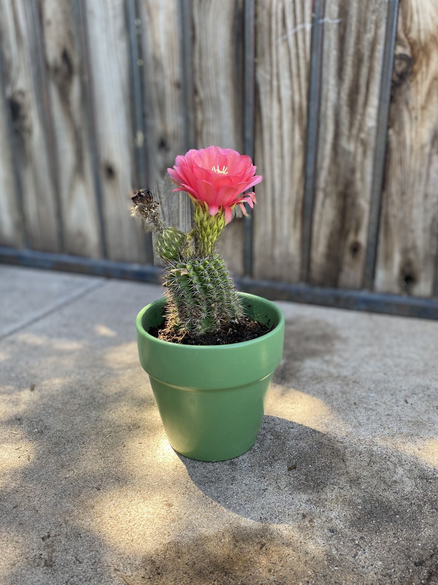 Torch Cactus Trichocereus Grandiflorus Plant