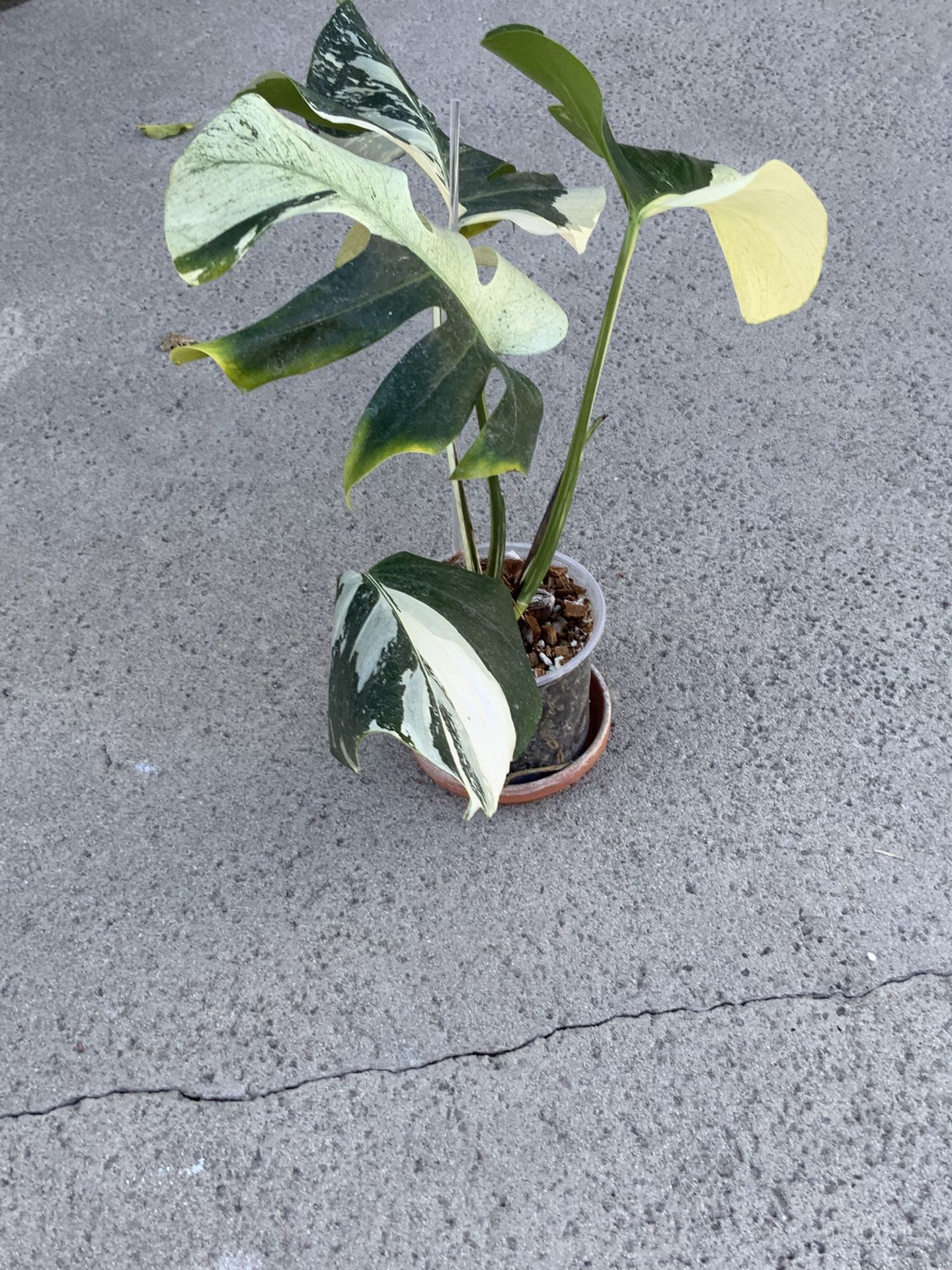 Monstera Deliciosa x Borsigiana Mint Variegated Rooted