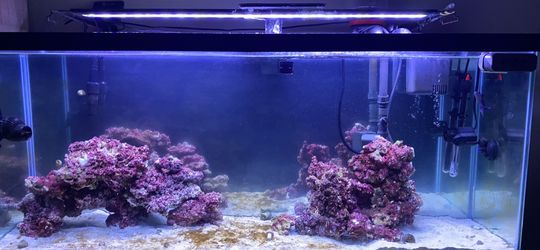 55 gallon salt water reef tank