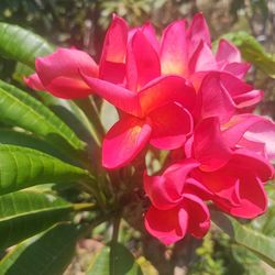 Plumeria